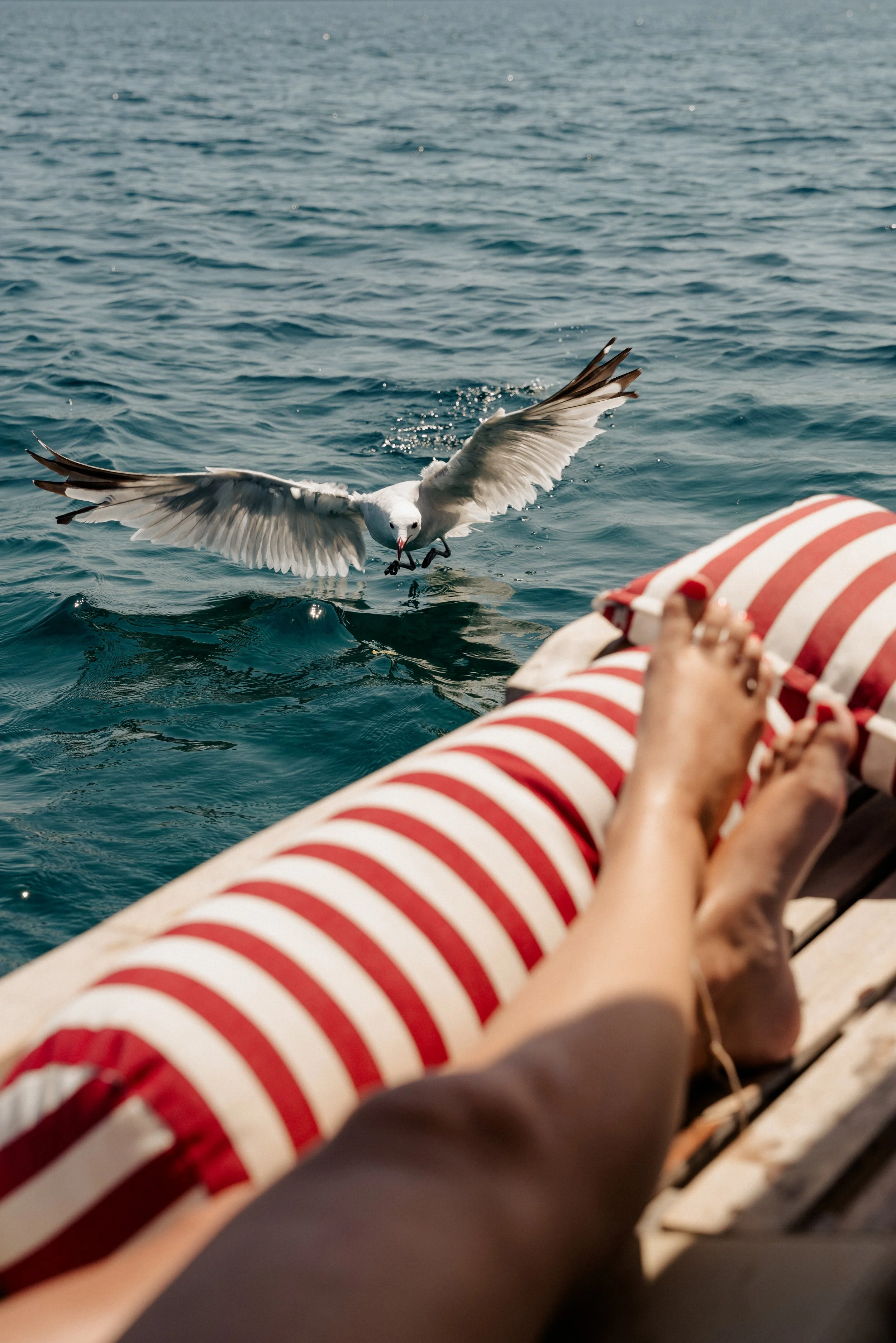 Gaviota junto al barco mientras se relaja a bordo